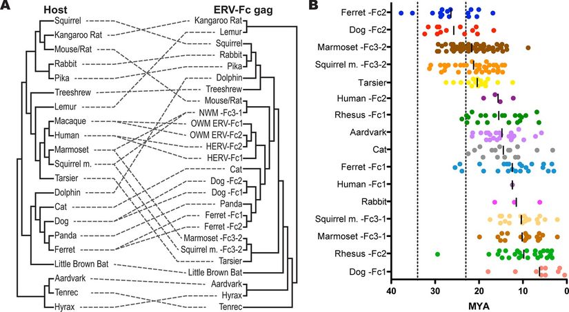 Figür 2: A) ERV-Fc tahmini yayılım ağı B) Zamana ve türlere dayalı ERV-Fc filojenleri
