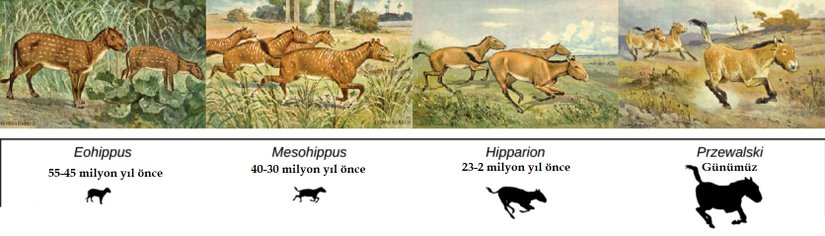 Bu görselde yukarıda bahsedilen türlerin sanatsal bir yorumu yer almaktadır. Bu görsele dahil edilen türler, birçok dala, tükenmiş soya sahip ve adaptif yayılım göstermiş, çok sayıda cins barındıran bir soydan seçilmiş dört örnektir ve bu türlerle "kuruyan" bir iklimin ve orman - çayır habitatlarının arasındaki bir geçiş temsil edilmektedir. İlgili türler otlamaya ve avcılardan kaçmaya adapte olmuştur. Przewalski atı ise günümüzde yaşayan birkaç at türünden biridir.