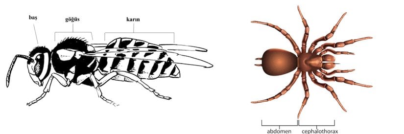 Böcek ve örümceklere ait örnek vücut yapılarının karşılaştırılması.