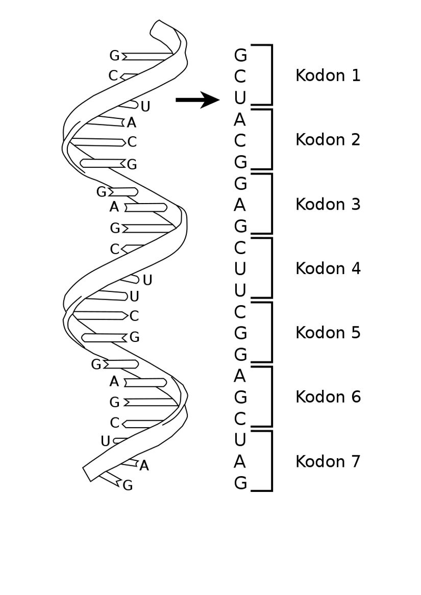Yapay DNA nın basitçe resmi. Her bir kodon bir genetik kodu barındırıyor.