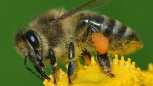 Robotic System Transforms Honeybee Behavior Studies