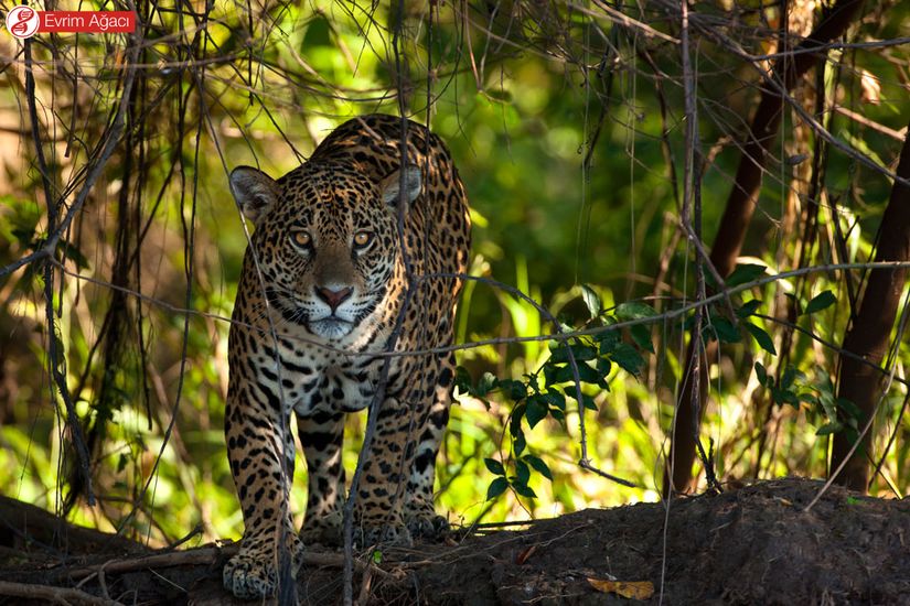 Jaguar (Panthera onca)