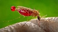 New malaria drug shows 97% cure rate, outperforms standard therapies in global phase 3 trial