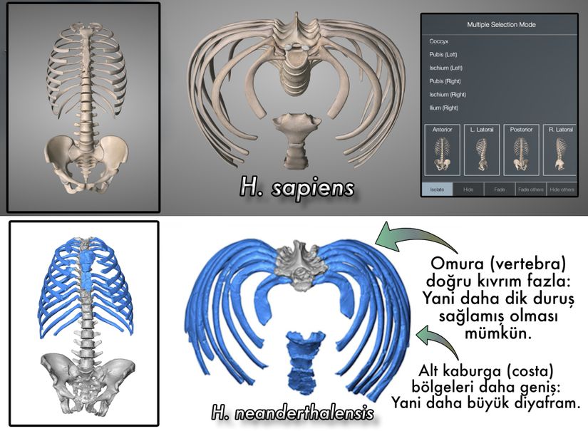 Üstte insan, altta ise neandertal göğsünün karşılaştırması.