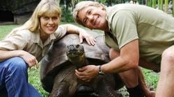 Charles Darwin ve Steve Irwin'in Kaplumbağası Harriet!