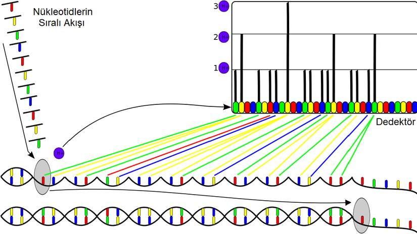 Açığa çıkan hidrojen iyonları, bir iyon sensörü tarafından tespit edilir.