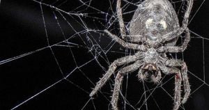 Spider Tricks Fireflies To Perish And Attract More