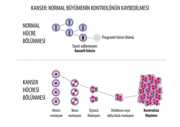 üstte normal hücre bölünmesi ve ölümü altta kanser hücreleri bölünmesi ve çoğalması