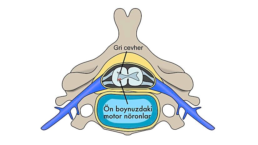 Servikal (boyun) omurun yatay kesitinin anatomik görüntüsü.