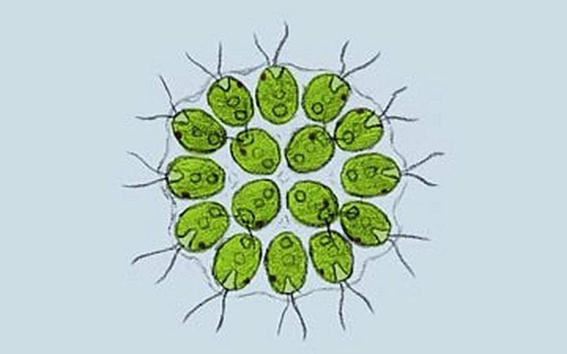 Hücreler Arası İşbirliği ve Kolonileşme (Gonium pectorale)