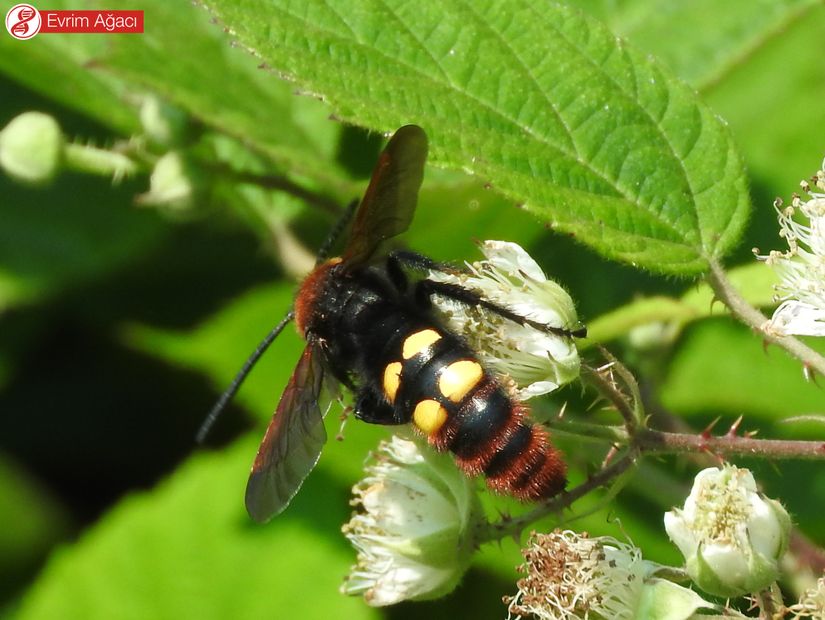 Mamut yaban arısı (Megascolia maculata).