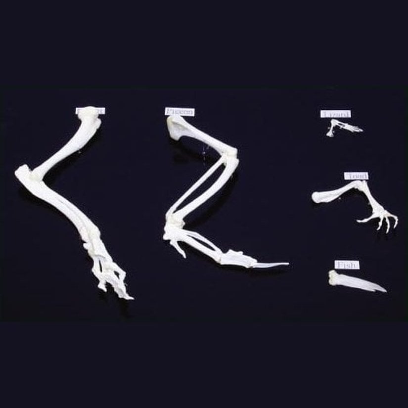 Gallus gallus domesticus (Kemik)