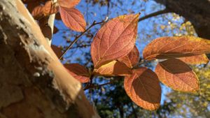 Declining Precipitation Frequency Drives Earlier Leaf Senescence