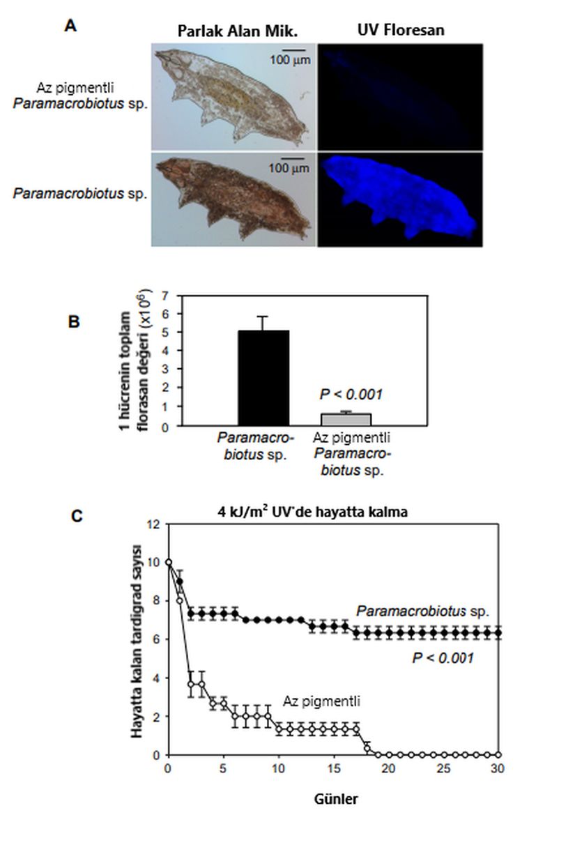 A) Paramacrobiotus sp. ve ondan daha az pigmente sahip aynı türün farklı bir suşun parlak alan mikroskobunda ve UV floresan altında gösterimi, B) aynı iki türün 1 hücre başına floresan toplam değeri, C) aynı iki türün 4 kJ/m² UV'de hayatta kalım grafiği