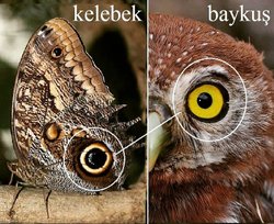 Bazı türler neden doğadaki başka nesnelere benziyor?