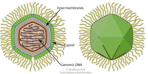 mimivirus