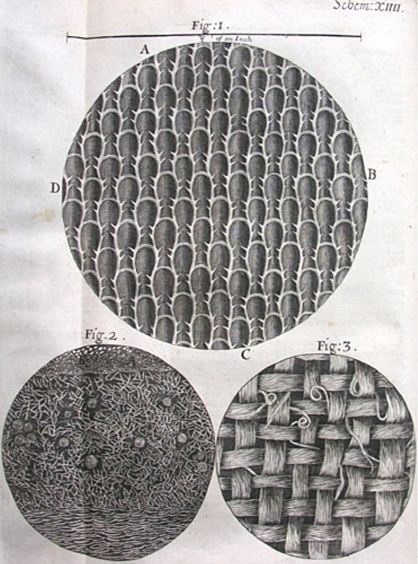 Robert Hooke'un "Micrographia" adlı eserinden.