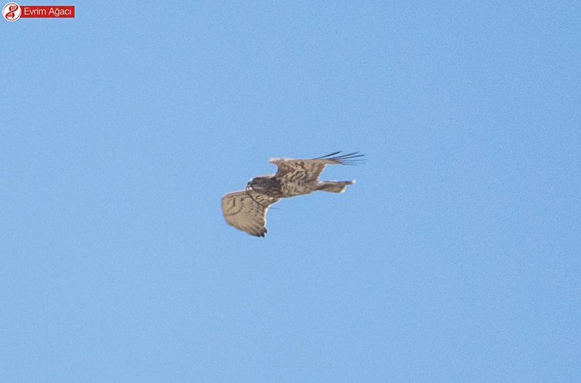 Çanakkale'de gözlemlediğimiz, yakaladığı yılan ile uçan bir yetişkin.