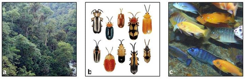 Şekil 1: Tür çeşitliliği. (A) Tropikal yağmur ormanları 15 sitelik bir alanda 1000 tane ağaç barındırabilir. (B) Yalnızca bir tropikal ağaçta 945 çeşit böcek bulunmuştur. (C) Afrika'daki Malavi gölü aynı cinsten 500 balık türüne ev sahipliği yapmaktadır.