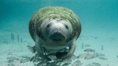 Dugong Popülasyonu Tahminlerindeki Çöküş, Hükümetlerin Göz Ardı Edemeyeceği Bir Uyarı İşareti Olabilir!