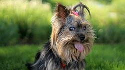 Kahverengi Köpek