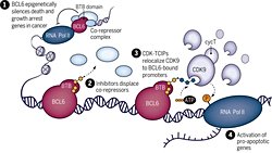 Bilim İnsanları İki Proteini Birleştirerek Kanser Hücrelerinin Kendi Kendini Yok Etmesini Sağlıyor.