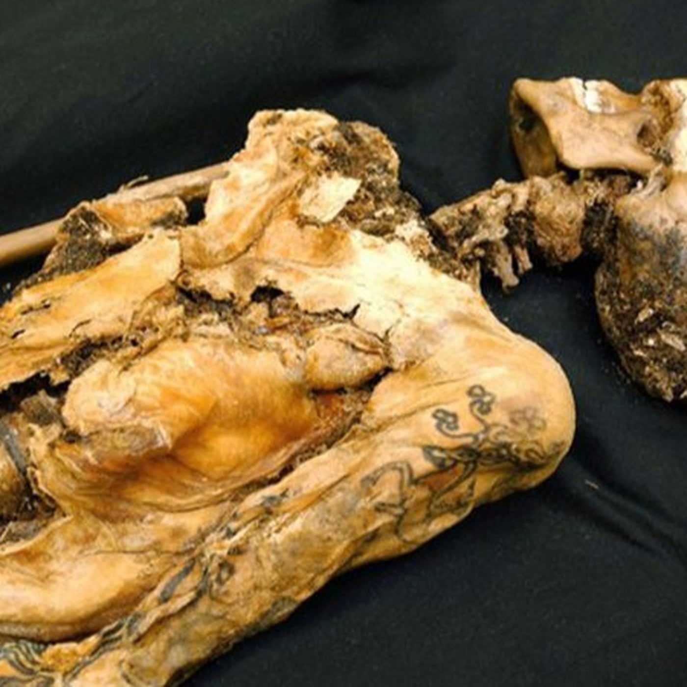 Evrim Ağacı ile Bilime Dair Her Şey!