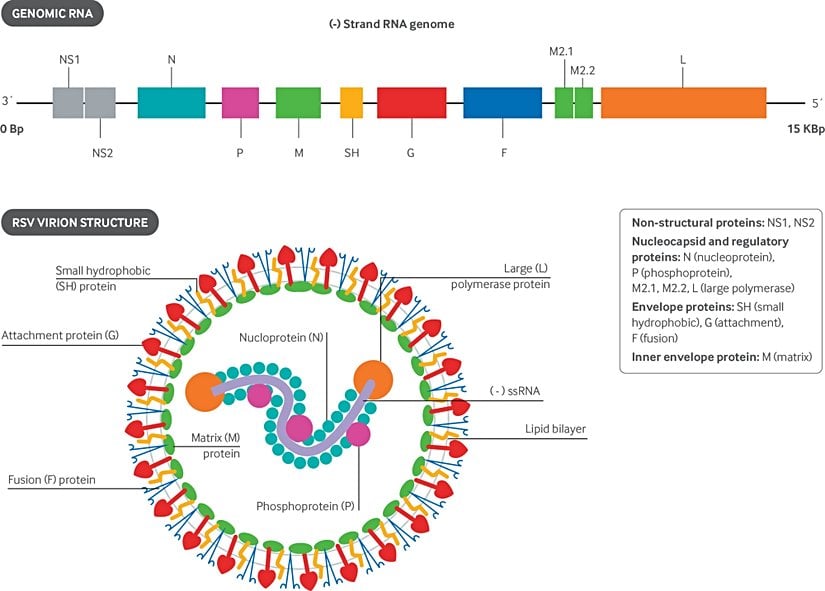 Respiratuvar Sinsityal Virüsü'nün Yapısı