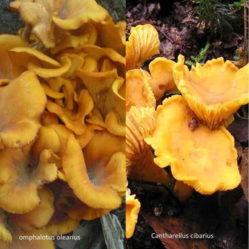 Sağdaki, leziz Cantharellus cibarius mantarı, soldaki zehirli Omphalotus olearius mantarı ile sıkça karıştırılmaktadır ve bu nedenle çok ciddi zehirlenmeler yaşanmaktadır.
