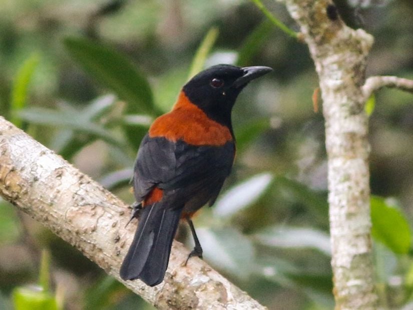 Pitohui dichrous