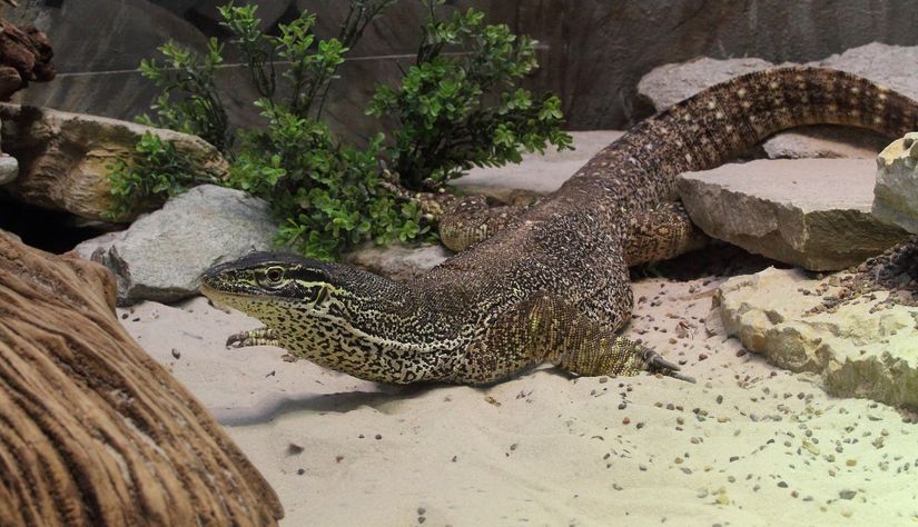 Partenogenez gözlemlenen Varanus panoptes türü monitör kertenkelesi.