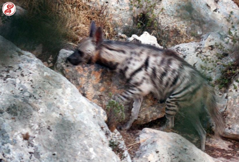 Yetişkin birey, Şanlurfa