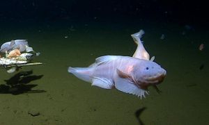 Rare Oarfish Discovery Sparks Scientific Curiosity