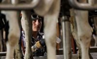 Loyal Trump voters, Pa. farmers face chilling impact of immigration raids on workforce