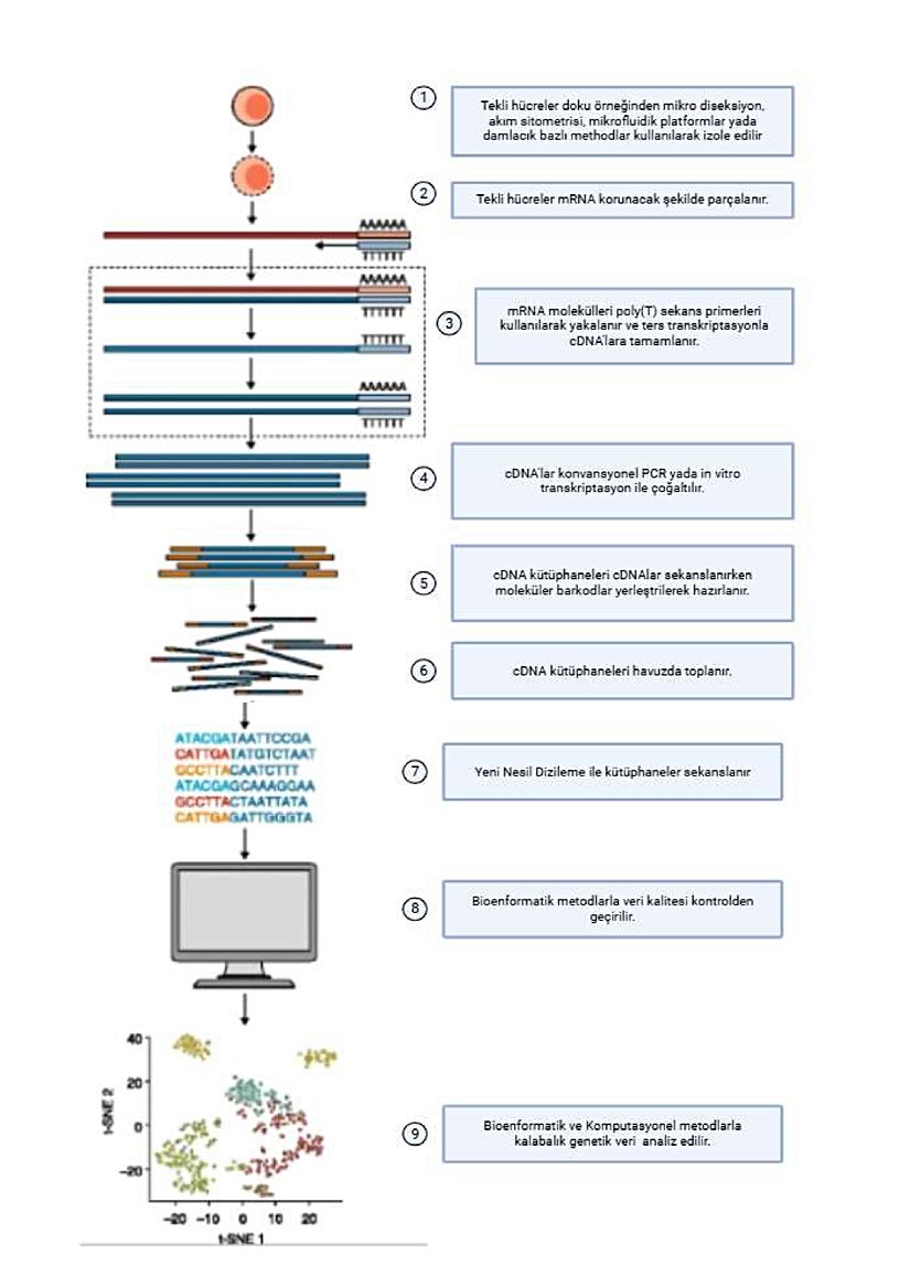 Figür 2. Tek hücreli RNA dizileme (scRNA-seq) iş akışı, (1) tek hücrelerin izole edilmesi, (2) hücre lizisi ile mRNA’nın korunması, (3) mRNA’nın yakalanması ve RNA’nın cDNA’ya ters transkripsiyonu, (4) cDNA’nın amplifikasyonu, 5) dizileme kütüphanesinin hazırlanması, 6) dizileme kütüphanesinin havuzlanması, (7) Yeni nesil Dizilemeyle kütüphanelerin dizilenmesi (8) biyoenformatik araçlarla kalite ve değişkenliğin değerlendirilmesi, (9) verilerin analiz ve sunumunu içerir. "H.Asragful et al.2017" makelesinden alınan figür biorenderla uyarlanmıştır.