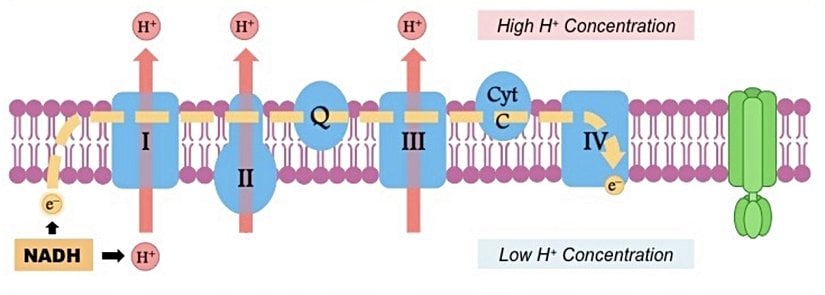 Elektron Taşıma Sistemi