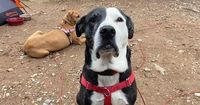 Jackson woman scammed searching for lost dog. But Oliver the pit-lab mix has been found