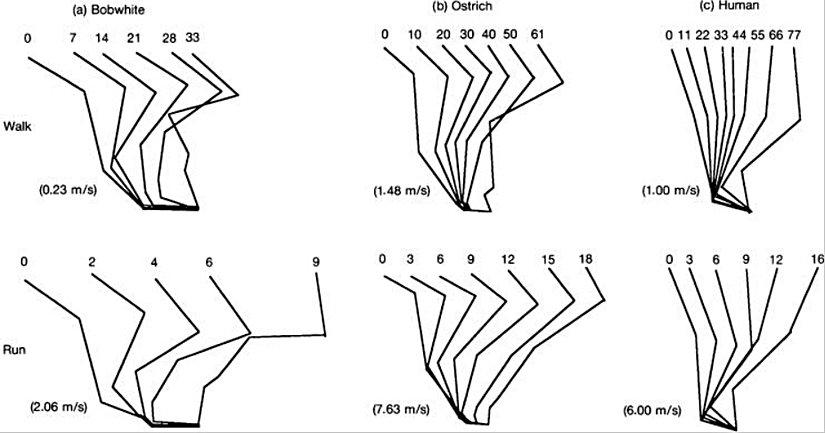 Yavaş tempoda yürüyüş ile hızlı koşu esnasında Kuzey Amerika bıldırcını (Colinus), deve kuşu ve insanın uzuv pozisyonları.