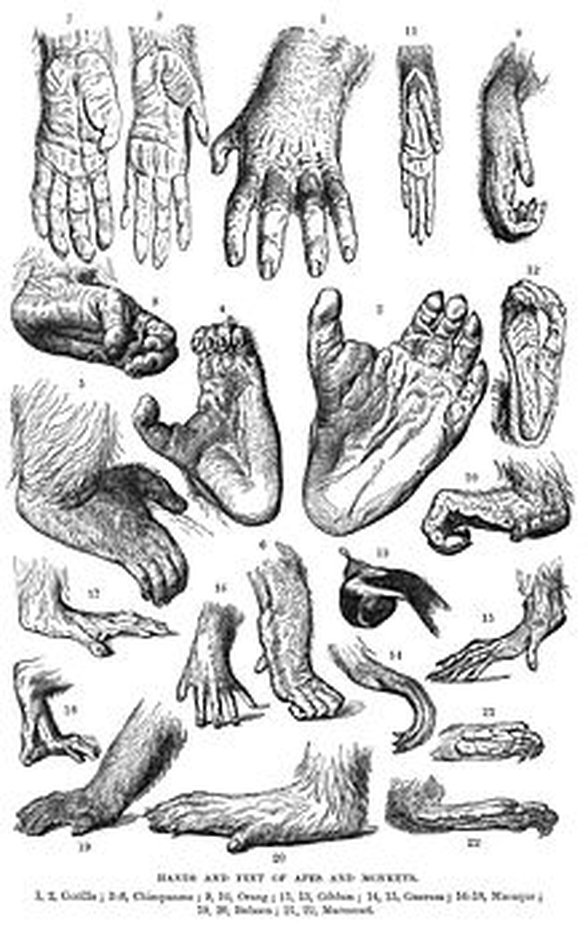 Bazı primatların parmak ve tırnak anatomisi