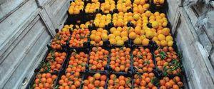 North And East Syria Cancels All Agricultural Export Regulations