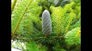 First Record Of Todo-Fir Aphid Threatens Endangered Korean Fir