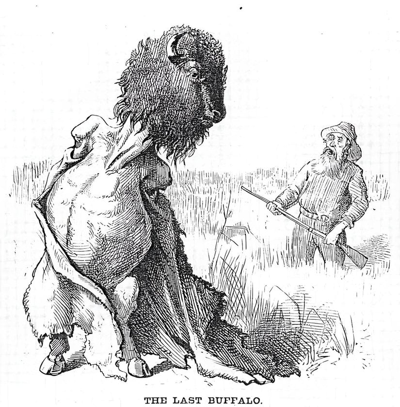 Thomas Nast, "The Last Buffalo" (Son Bizon).
