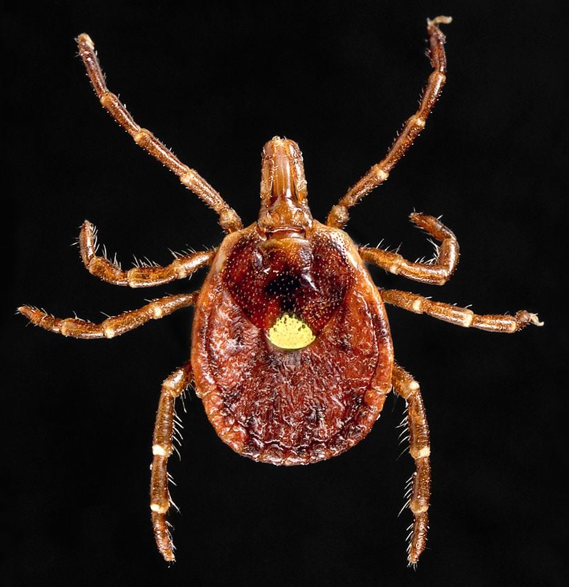 Amblyomma americanum türü kene