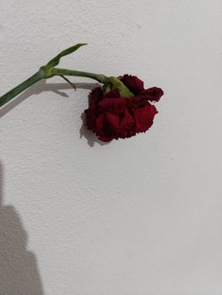 Bu canım çiçeğim yakında ömrünü dolduracak peki nasıl ölümsüzleştirebilirim?