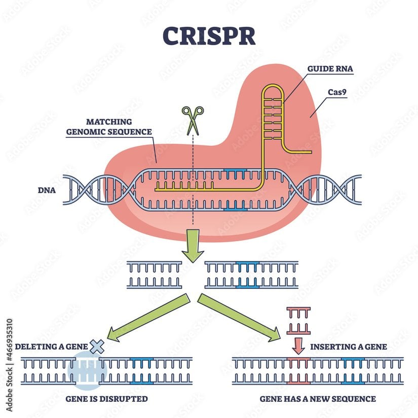 Bu diyagram, CRISPR gen düzenleme teknolojisinin nasıl çalıştığını özetlemektedir. Kılavuz RNA (guide RNA), hedef DNA dizisini tanıyarak Cas9 enzimine rehberlik eder. Cas9, kılavuz RNA'nın yönlendirmesiyle hedef DNA dizisini kesen bir enzimdir. Eşleşen genomik diziler tanımlandıktan sonra Cas9 tarafından DNA kesilir. Bu işlem sonucunda gen silme veya ekleme yapılabilir. Gen silme, DNA'nın belirli bir bölümünün çıkarılarak genin işlevsiz hale getirilmesi, gen ekleme ise yeni bir gen dizisinin eklenmesiyle DNA'nın yeniden yapılandırılmasıdır. Bu süreç, genetik araştırmalarda ve tedavilerde genetik materyalin değiştirilmesine imkan tanır.