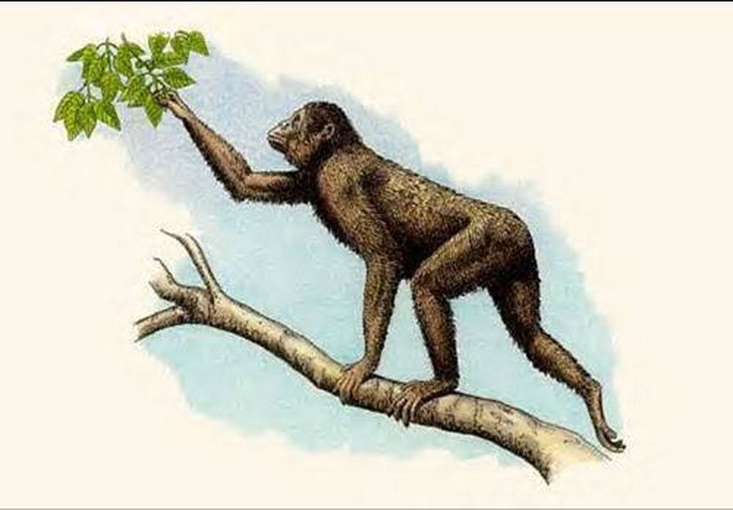 Kenyapithecus (Rekonstrüksiyon)