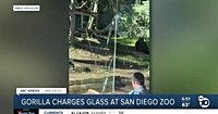 Gorilla slams into glass at San Diego Zoo