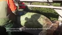 Christmas harvest begins in Germany, where some say decorating trees began