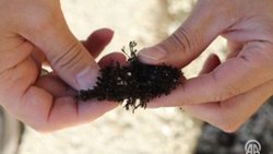 *"ÇAKÜ'de Asya İçin Bir İlk: Tortula Bolanderi Kara Yosunu Tespit Edildi”