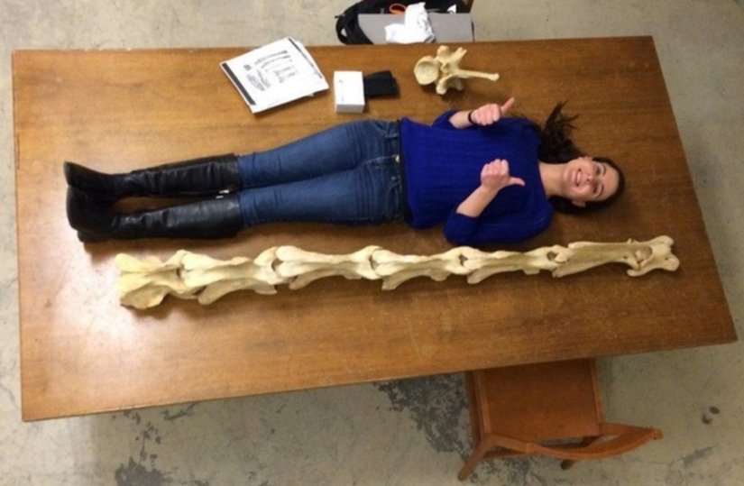 Yetişkin bir zürafanın boyun kemiklerinin insan boyu ile kıyaslanması